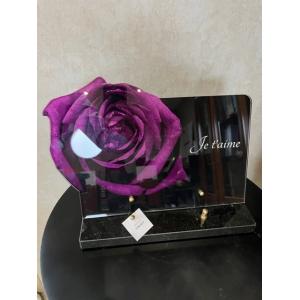 Plexi Rose violette bouton